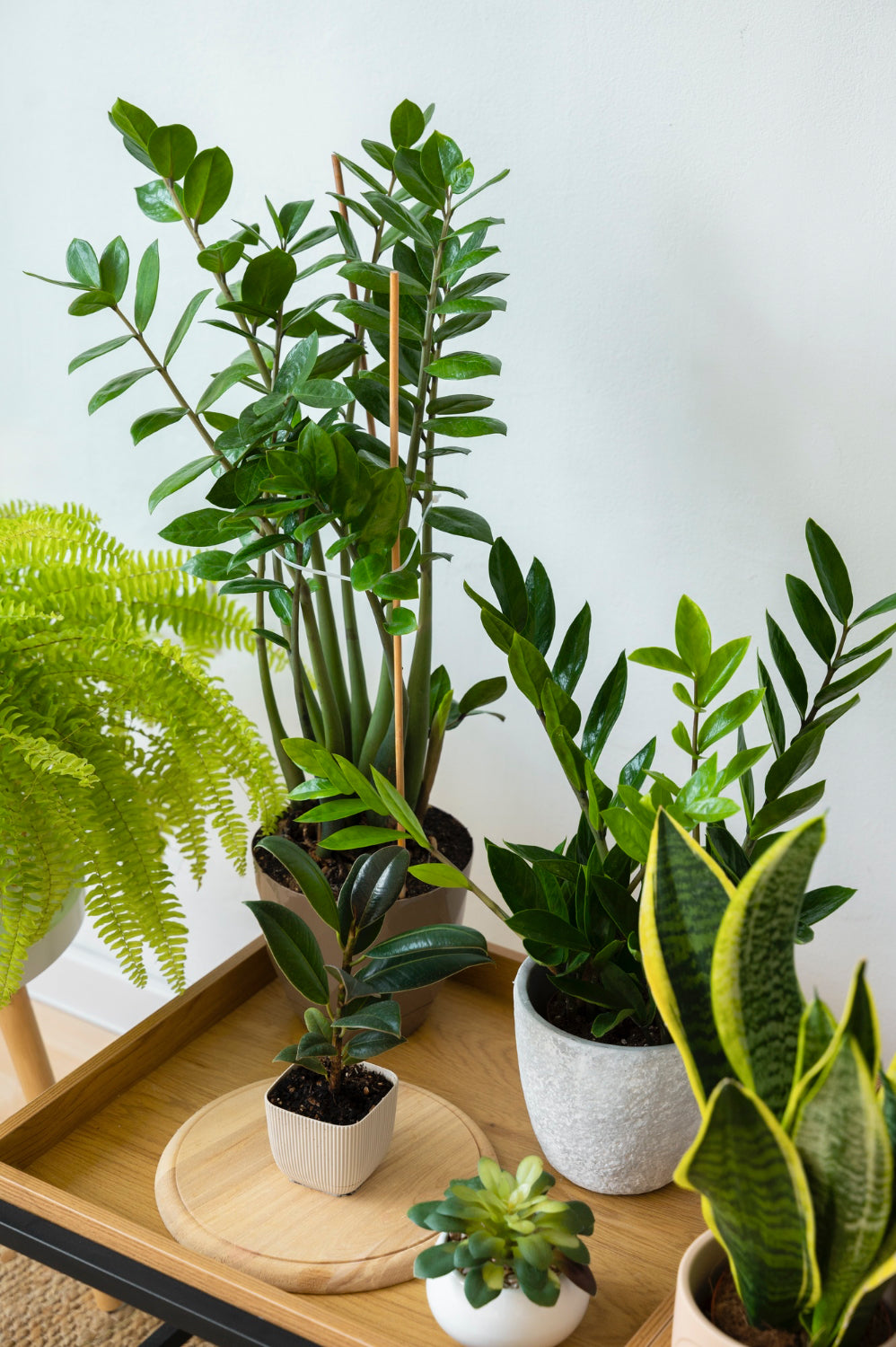 Plantas para el hogar