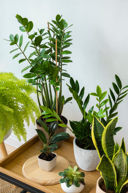 Plantas para el hogar